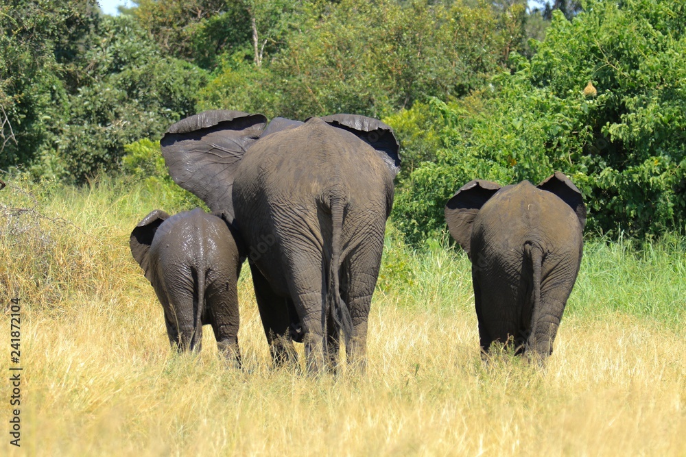 Fototapeta premium Elefant Familie
