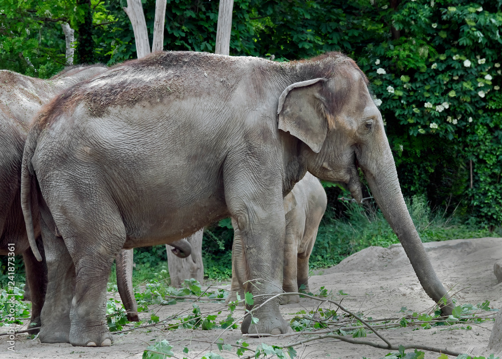 Fototapeta premium Asian elephant in its enclosure. Latin name - Elephas maximus