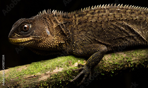 a crested dragon or wood lizard  Enyalioides species  from the Amazon rain forest in Colombia. A beautiful reptile