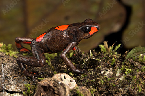 poison dart frog, Oophaga histrionica. The harlequin dartfrog red bullseye morph endemic in the tropical rain forest of Choco Colombia.