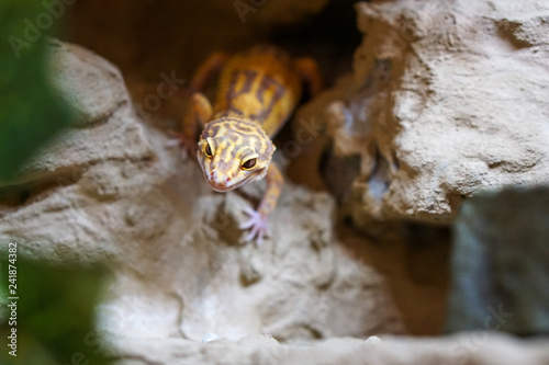 Leopardgecko im Terrarium © kirahoffmann