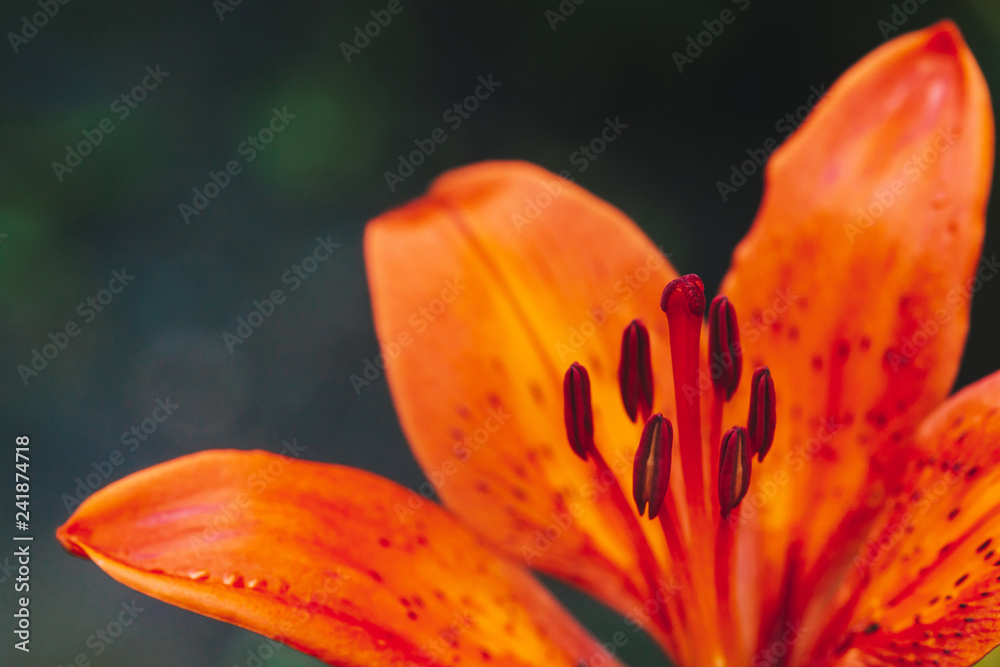 Big pistil and stamens of blooming flower in macro. Beautiful red orange lily close-up. Colorful natural background of plant with copy space. Amazing european flower with vivid petals. Perfume flower. Big pistil and stamens of blooming flower in macro. Beautiful red orange lily close-up. Colorful natural background of plant with copy space. Amazing european flower with vivid petals. Perfume flower.