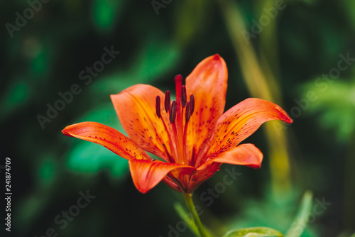 Beautiful red orange blooming lily in macro. Amazing picturesque flower close-up. Colorful plant on green background with copy space. European perfume flower with vivid petals. Big pistil and stamens.