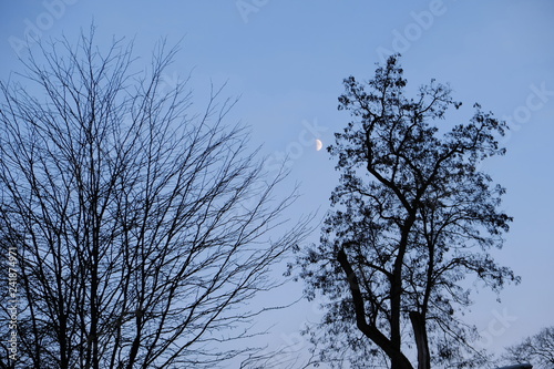 moon between trees