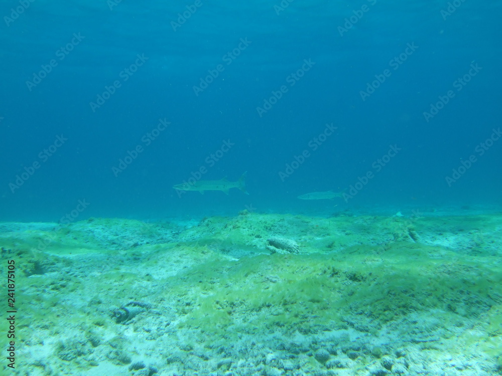 Mexico Cozumel Summer Under water Malinelife halfbeak