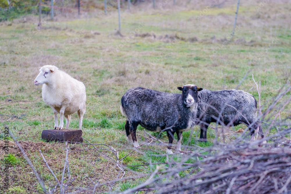 Obraz premium rural in the fall, three sheep in the enclosure, two dark gray and one white;
