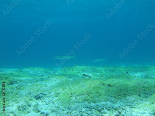 Fototapeta Naklejka Na Ścianę i Meble -  Mexico Cozumel Summer Under water Malinelife halfbeak