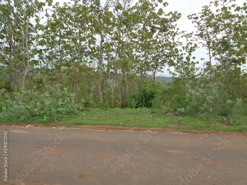 Beautiful Village In The Middle Of The Teak Forest