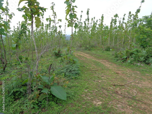 Beautiful Village In The Middle Of The Teak Forest