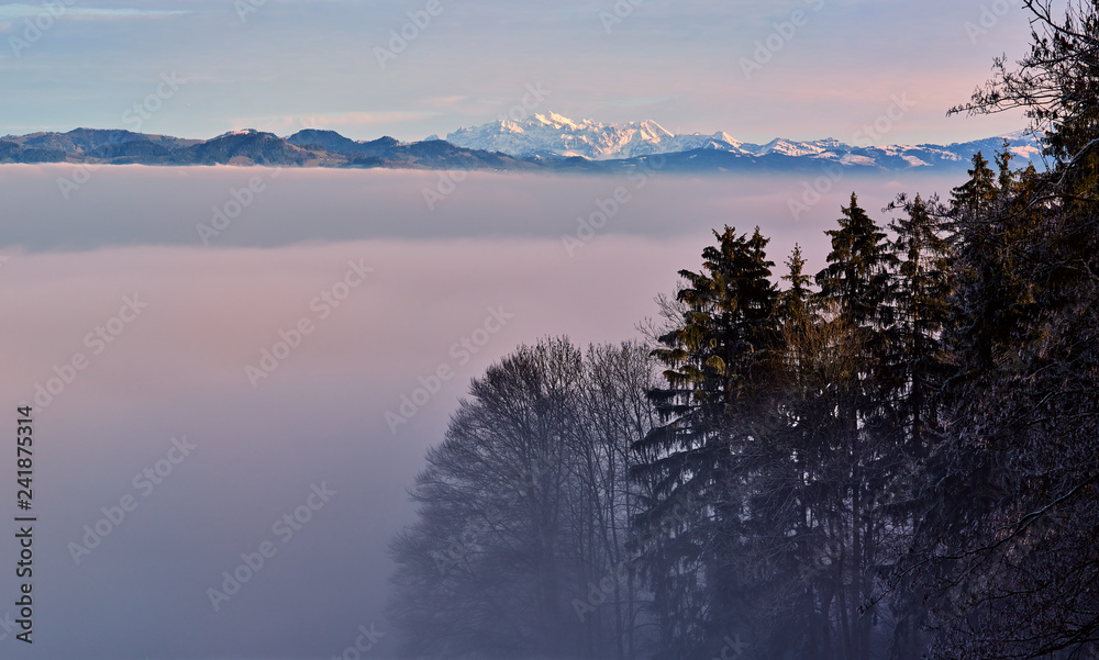 Foggy misty forest landscape with old fir trees catching the last sunlight and the Glarus alps with snow covered mount Saentis at sunset in winter.