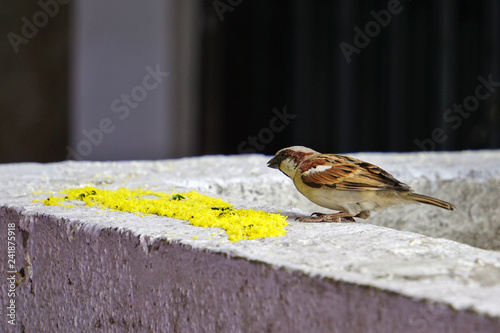 Cute Tiny Indian Sparrow
