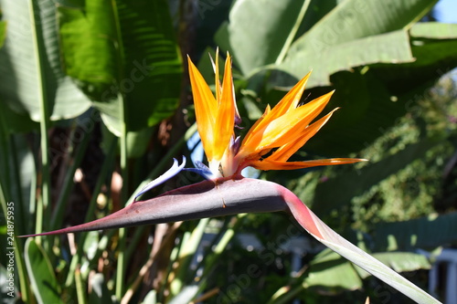 Bird of paradise flowering plant Strelitzia reginae