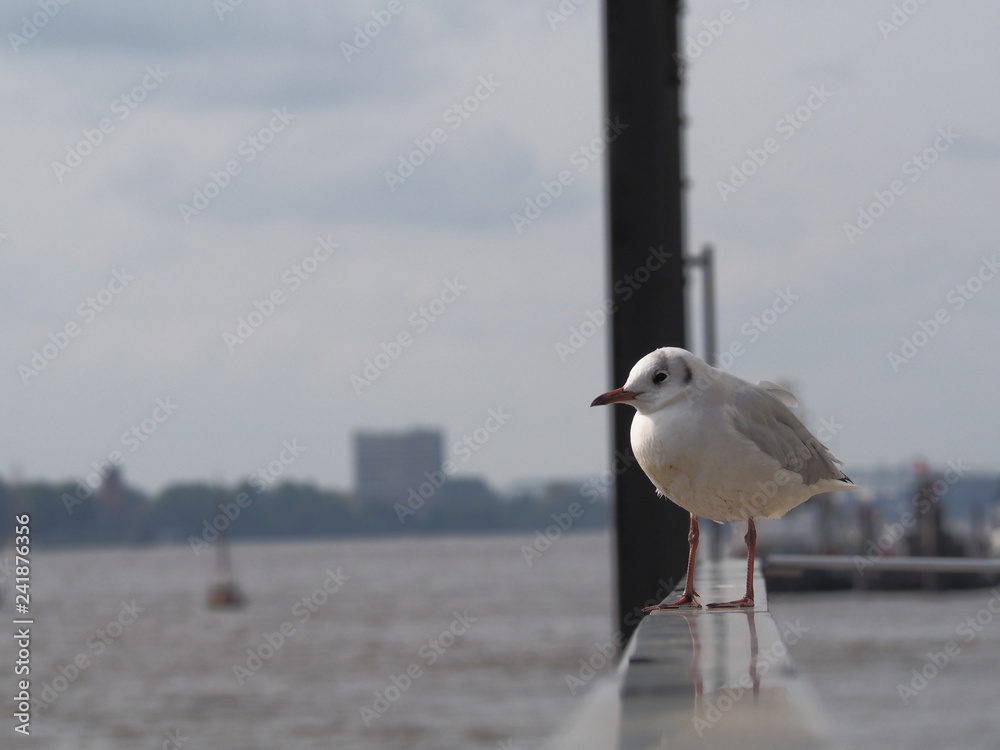 Obraz premium OLYMPUS DIGITAL CAMERA