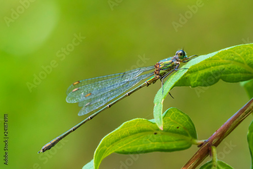 Willow emerald damselfly or western willow spreadwing photo