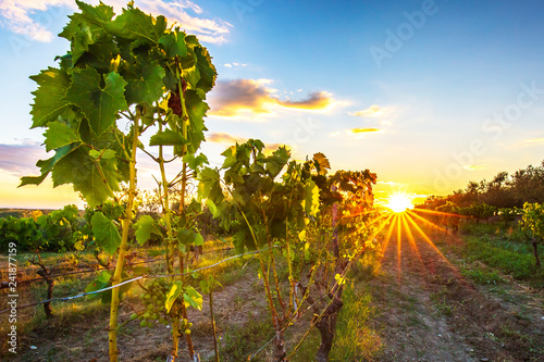 Bild auf Leinwand Sunset at a idyllic vineyard at the farmland of Istria, Croatia.