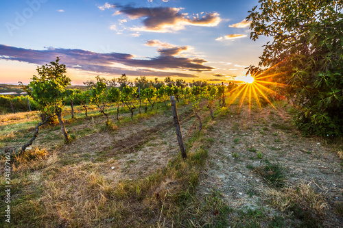 Sunset at a idyllic vineyard at the farmland of Istria, Croatia. photo