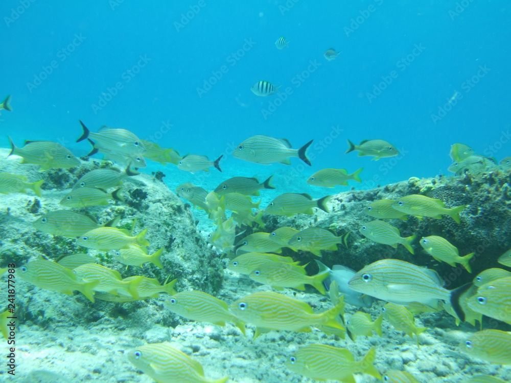 Mexico Cozumel Summer Under water Malinelife Snappers Mexico Cozumel Summer Under water Malinelife Snappers