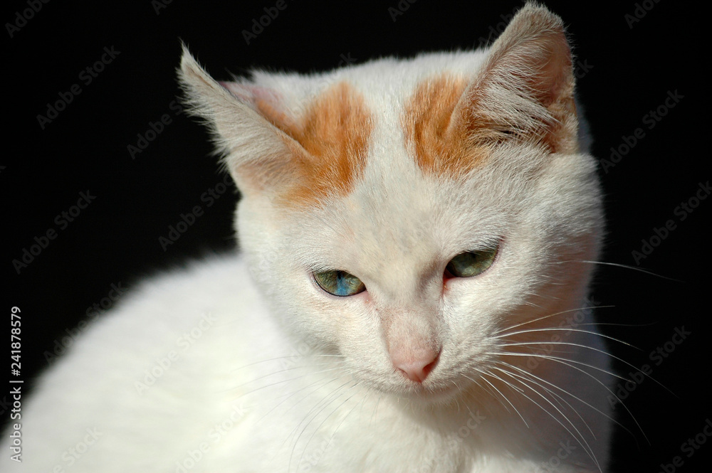 white cat portrait