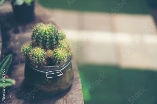 cactus pot in coffee cafe, ...