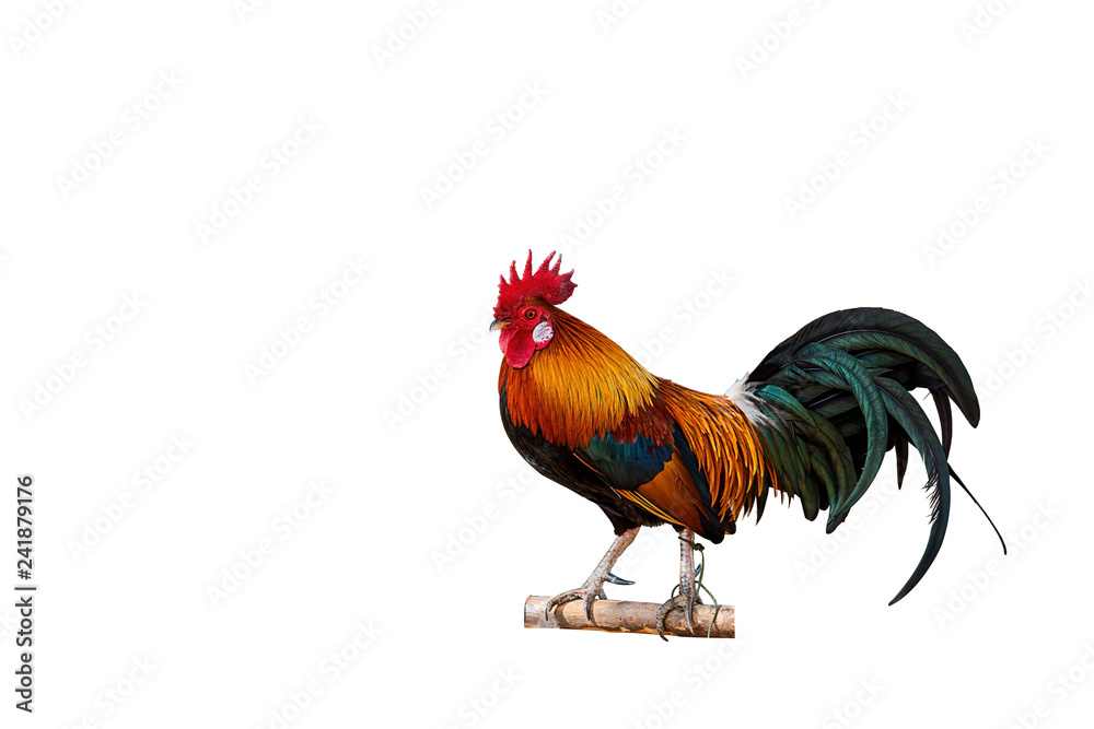 Beautiful male Rooster and hen