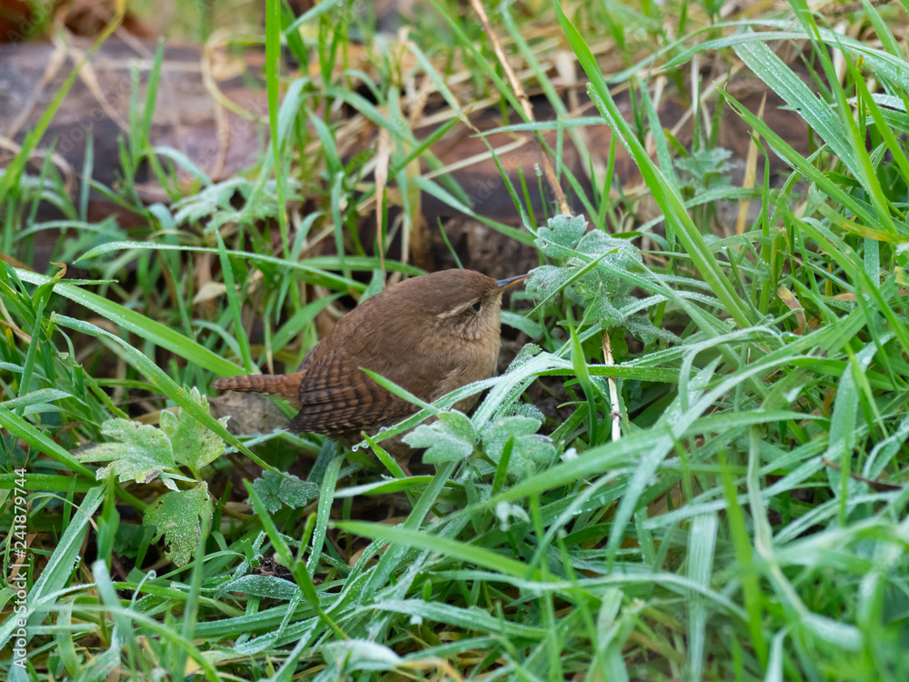 Wren in the grass looking for inscects Wren in the grass looking for inscects