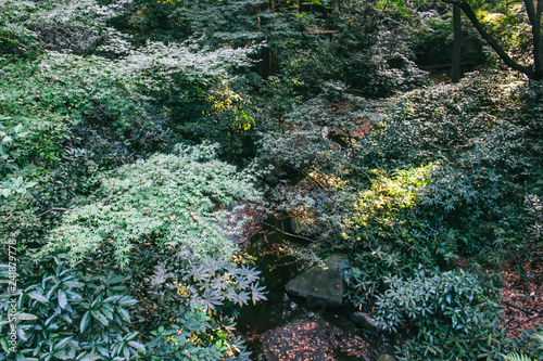 Forest texture of Meiji-Jingu shrine, soft focus image.  photo