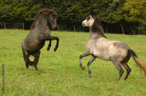 young horses playing in the wild