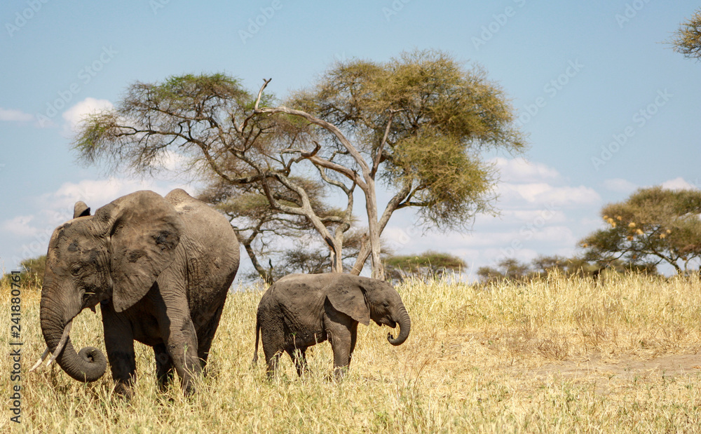 Fototapeta premium Elephant calf and his mother in Tarangire