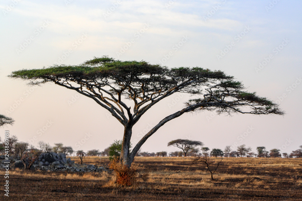 Acacia Tree in the Serengeti, Tanzania