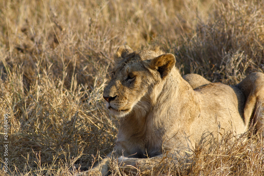 female lion in Serengeti national Park, Tanzania female lion in Serengeti national Park, Tanzania