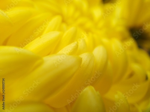 Yellow snowballs close up petals
