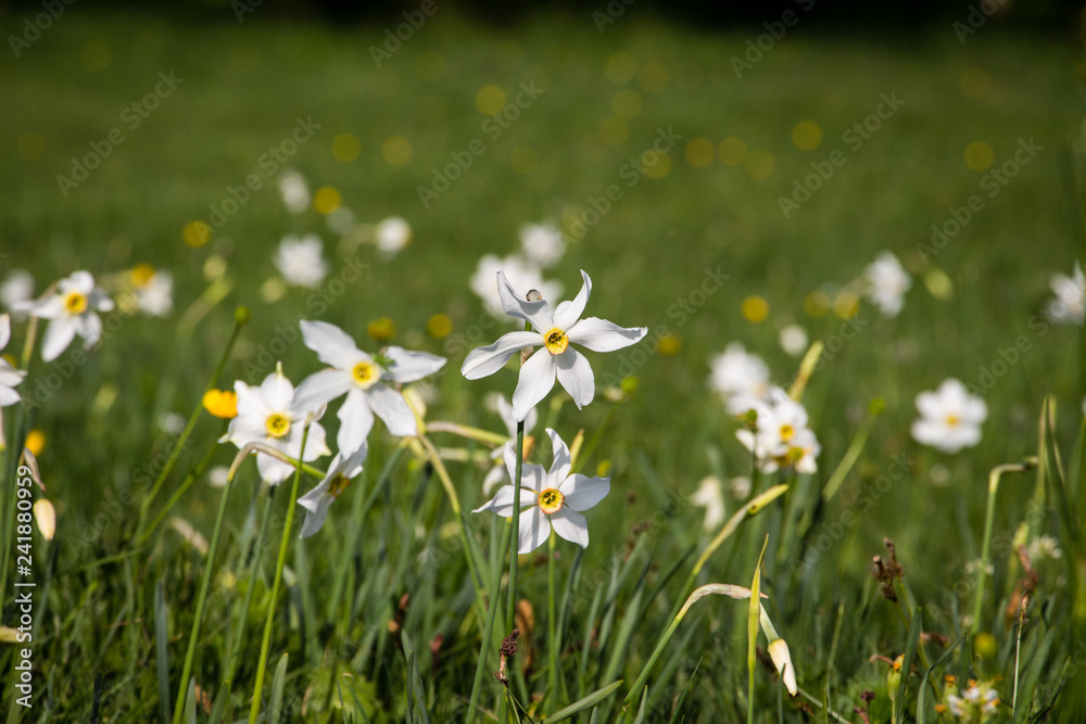 Wild white daffodil field. Narcissus poeticus. Mountain scenery in Divcibare, Serbia
