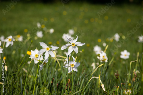 Wild white daffodil field. Narcissus poeticus. Mountain scenery in Divcibare  Serbia