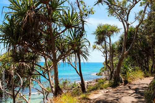Tropical palm trees near a walking path in Noosa National Park with view onto the sea during a sunny summer day  Noosa Heads  Queensland  Australia 