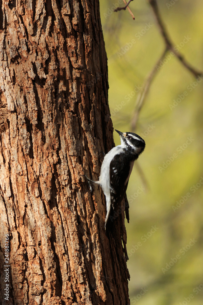 Downy woodpecker on a tree trunk in southern Utah Downy woodpecker on a tree trunk in southern Utah