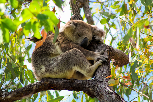 Fototapeta Naklejka Na Ścianę i Meble -  Sleeping Australian koala high up in a tree during spring time as spotted during a hike on Magnetic Island (Townsville, Queensland, Australia)