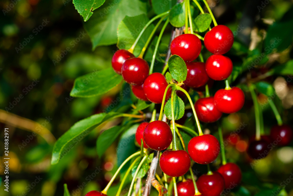 Cherry Cherry