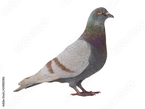 gray dove isolated