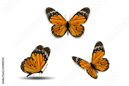 various butterfly on white background, vector design.
