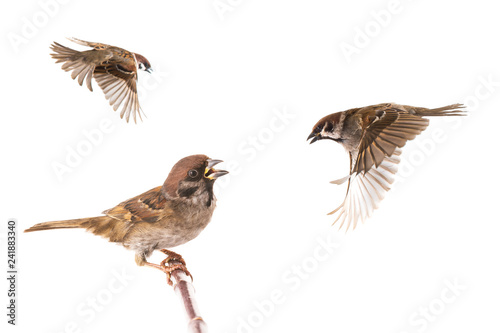  sparrows isolated
