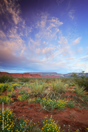 desert spring wildflowers bloom in Warner Valley in southern Utah nearby St George photo