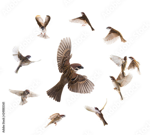 Foto collage sparrows flies isolated