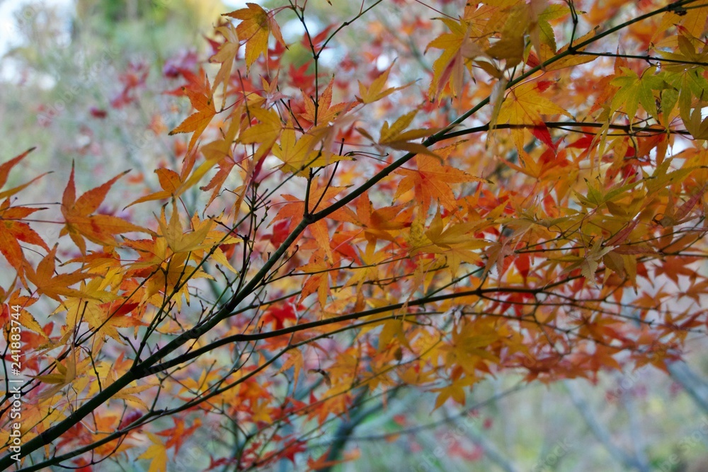 紅葉 紅葉