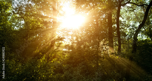 Colourful landscape of sunlight through forest trees.