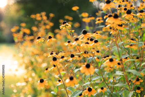 Fototapeta Naklejka Na Ścianę i Meble -  Black Eyed Susans