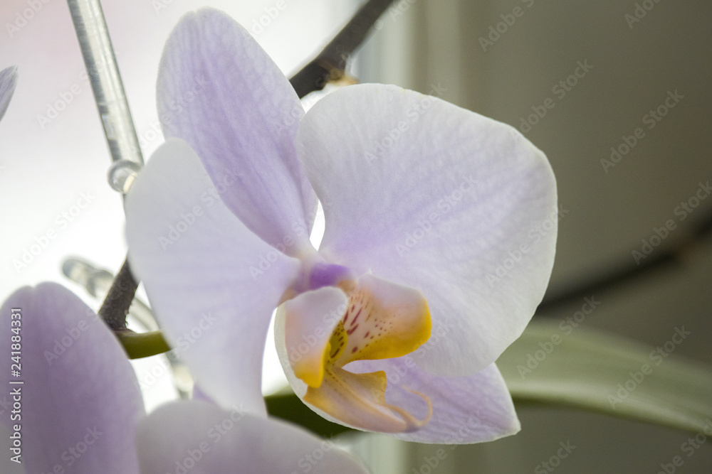 Obraz premium White Orchid with a colored middle on a light background