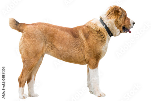 Red rusty Caucasian shepherd dog profile isolated on white background photo