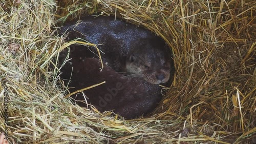 Otter sleping in a manmade holt photo