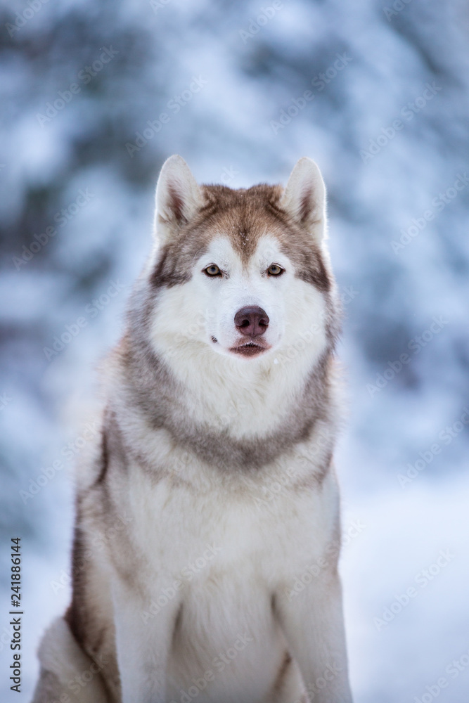 Close-up Portrait of beautiful and happy Siberian Husky dog sitting on the snow in the fairy winter forest at sunset