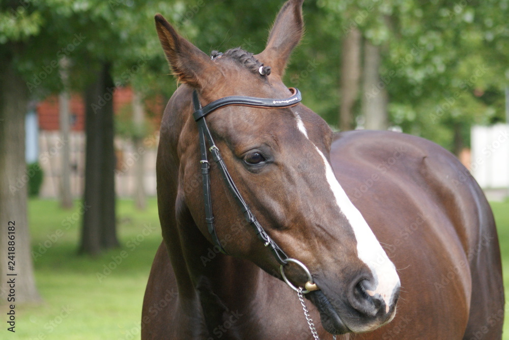 Fototapeta premium Pferd 1